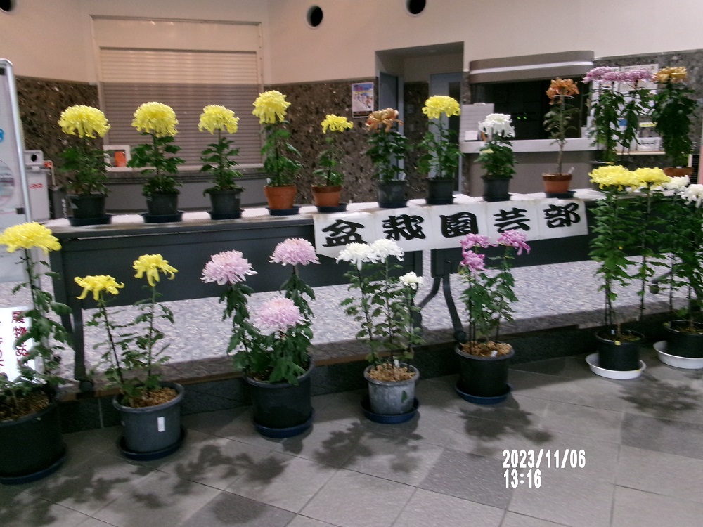 ２０２３年　「菊花展示会」のお知らせ
