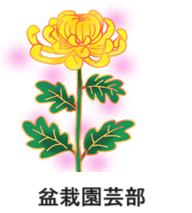 秋の「菊盆栽展」の展示